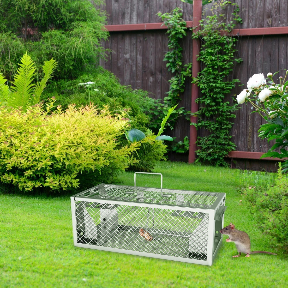 humane rat trap
